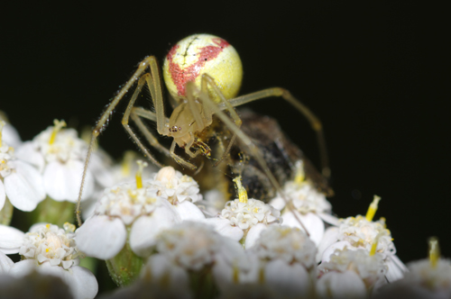 Enoplognatha cf. ovata
